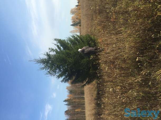 Саженцы крупномеры ель, сосна, береза, фотография 8