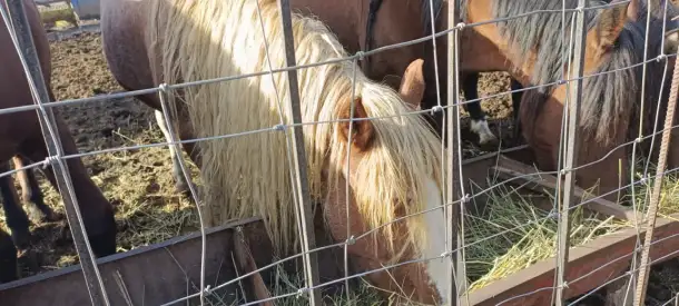 СХ скотоводство, фотография 3