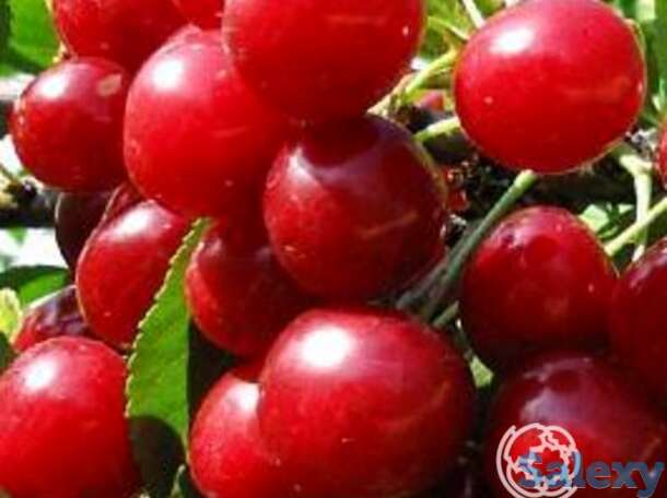 Вишня олимпийская, фотография 1