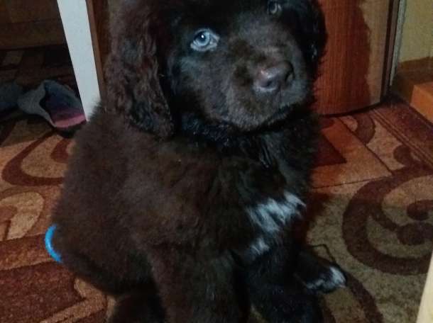 Продам щенка ньюфаундленда , фотография 1