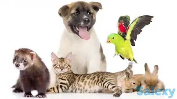 Передержка животных, фотография 1