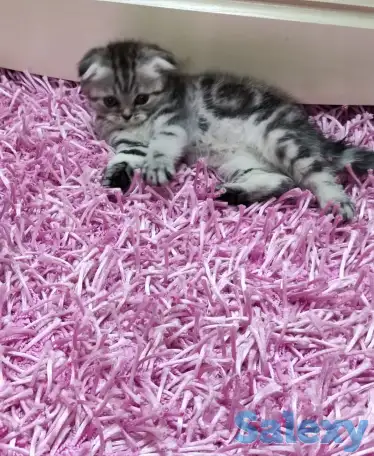 Продаются шотландские вислоухие котята, фотография 3
