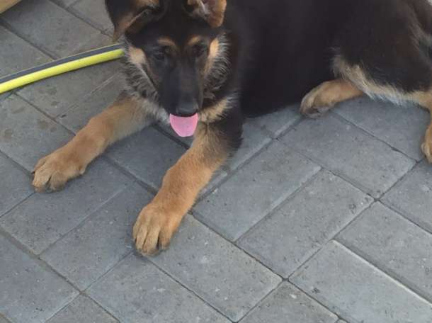 Продам щенков , фотография 2