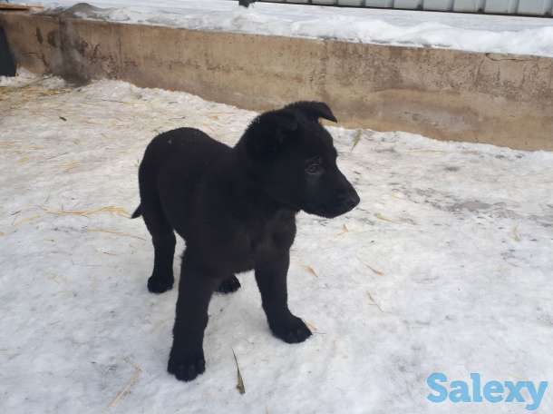 Срочна продам щенков ВЕО, фотография 6