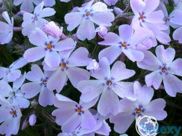 Флокс шиловидный Г.Ф. Вилсон, фотография 1