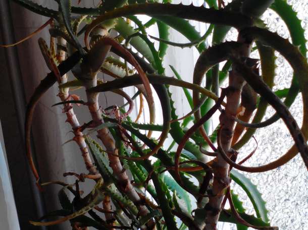 Продам алоэ, фотография 2