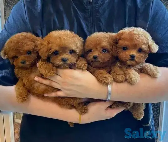 Предлагаются здоровые щенки чайного пуделя., фотография 1