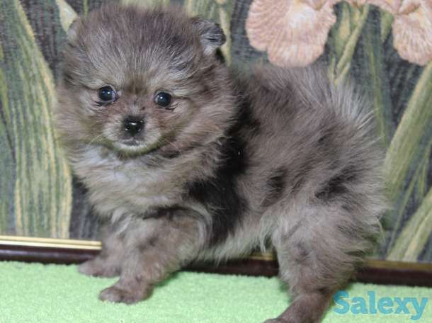 Продам девочек и мальчиков мерле, фотография 1