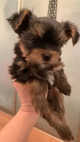 Щенки йоркширского терьера, фотография 2