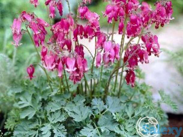 Дицентра кинг оф хартс, фотография 1