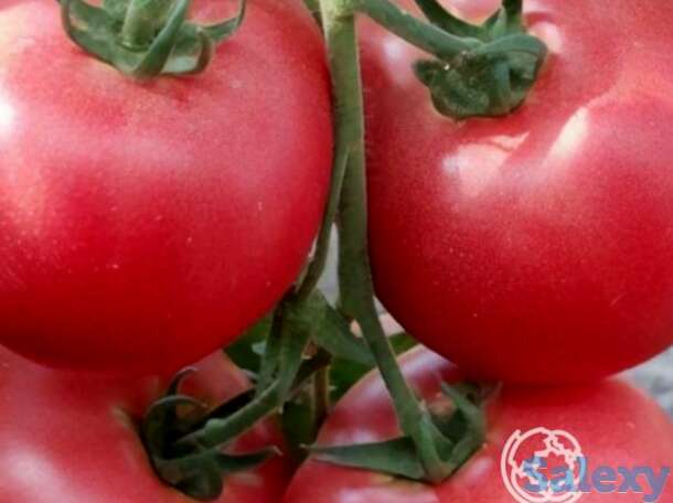 Семена Томат Бармалей 20 шт, фотография 1