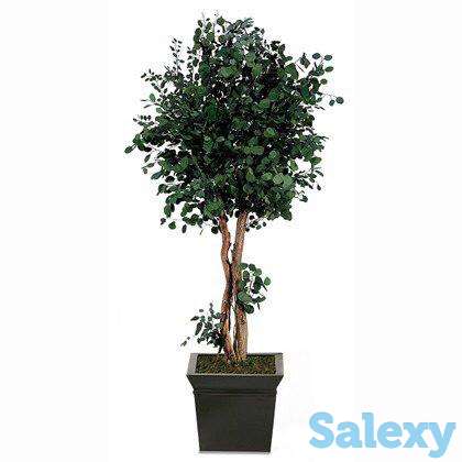 Озеленение интерьеров, фотография 6