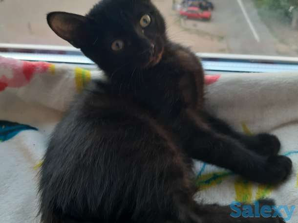 Котенок рочно ищет дом, фотография 2