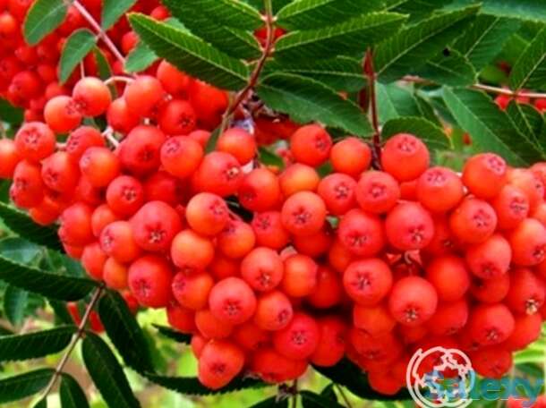 Рябина Невежинская, фотография 1