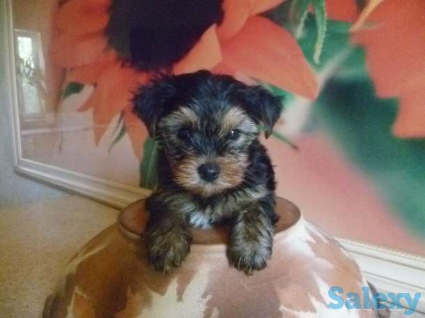 Щенки йоркширского терьера, фотография 2