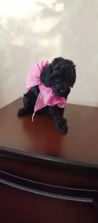 Продам щенков карликового пуделя, фотография 1