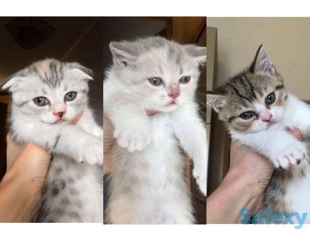 Шотландские котята, фотография 1