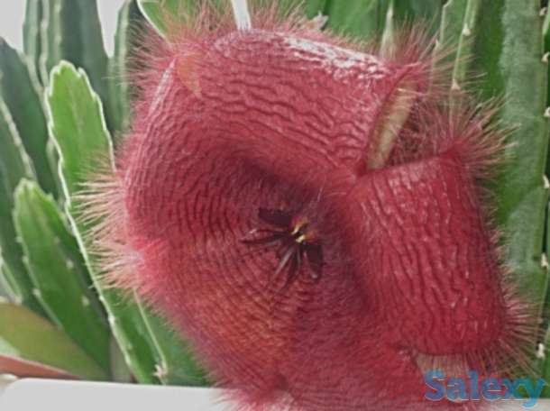 Комнатные цветы, фотография 7