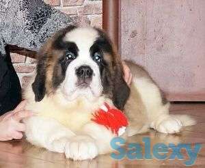 Сенбернар с документами, фотография 1