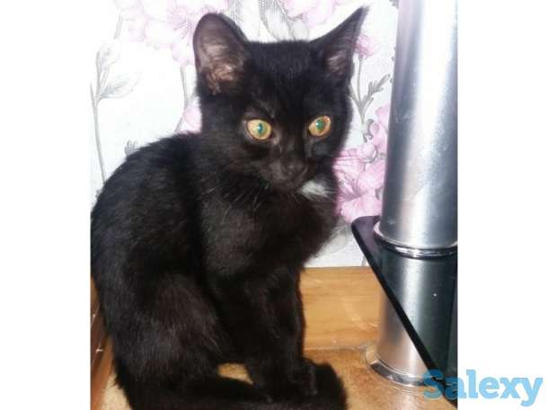 Отдам хотят в добрые руки, фотография 3