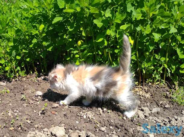 Отдам котят, фотография 2