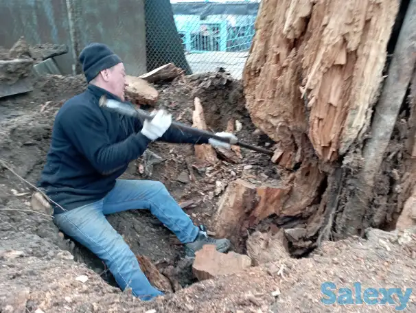 Спил, сруб деревьев, обрезка, кронировка, выкорчевка пней, фотография 8