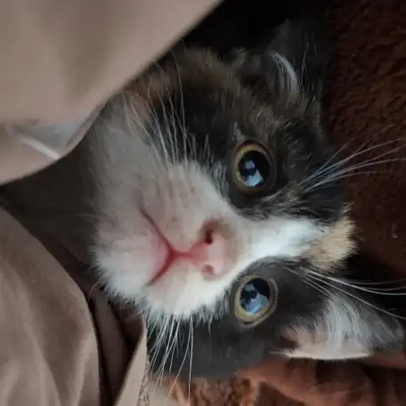 Отдадим котят в добрые руки, фотография 1