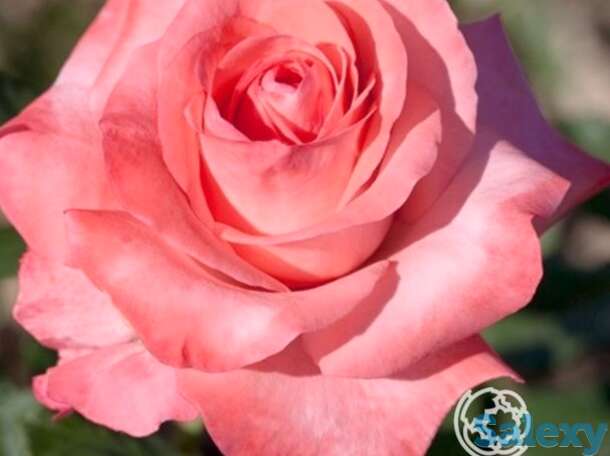 Роза артур рембо чайно-гибридная, топалович, фотография 1