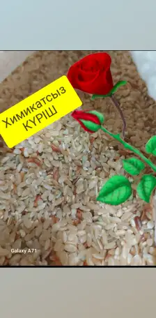 Бурый Рис, фотография 2