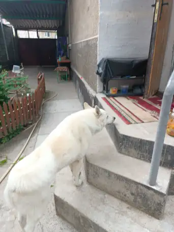 Породистая Лайка, 3 года, фотография 3