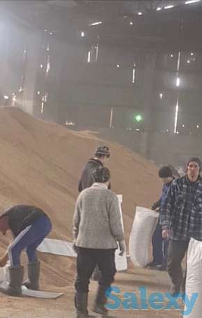 зерно/пшеница, фотография 1