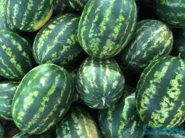Арбузы, фотография 3