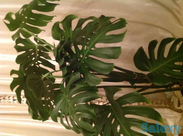 Продам комнатные растение большой выбор и разной высоты, фотография 2