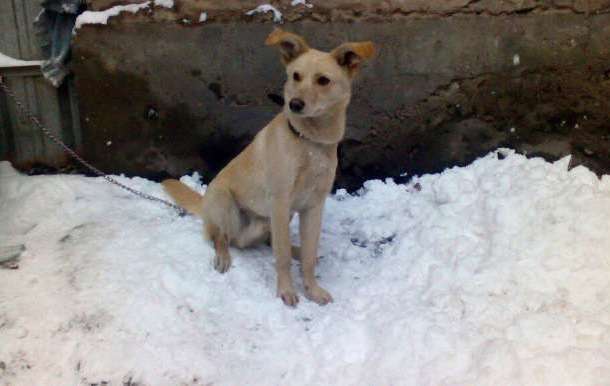 Подарите дом и семью Джою., фотография 2