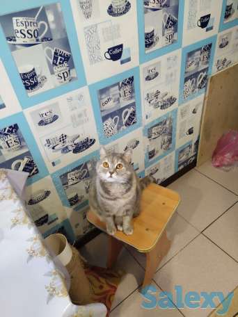 Отдам кошку в добрые руки, фотография 2