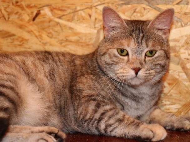 Отдаем в заботливые руки Мусеньку., фотография 2