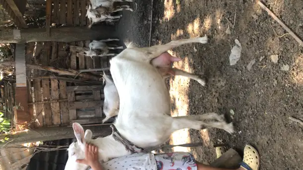 Продам козье молоко, фотография 2