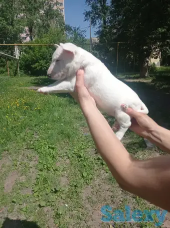 Миниатюрный бультерьер, фотография 18