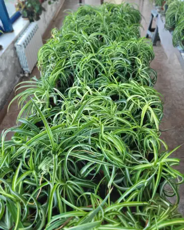 Хлорофитум, фотография 1