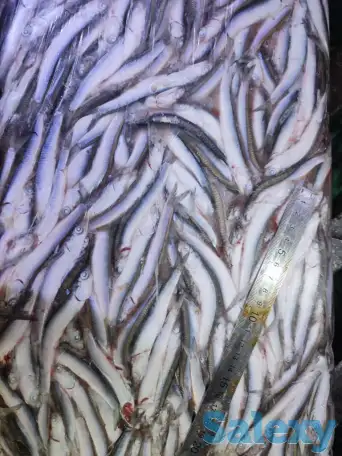 ХАМСА черноморская, фотография 1