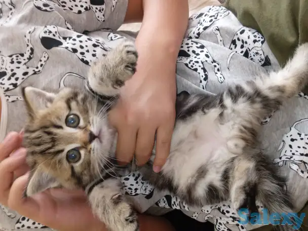 Котята, фотография 2