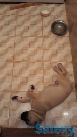 Продам щенков Итальянского мастифа, фотография 9