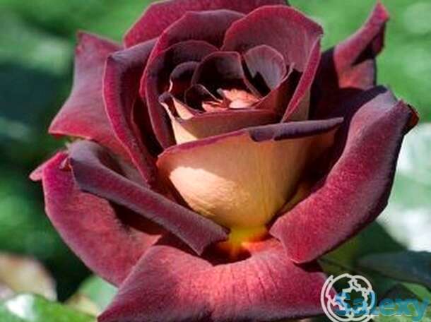 Роза эдди митчел чайно-гибридная, топалович, фотография 1