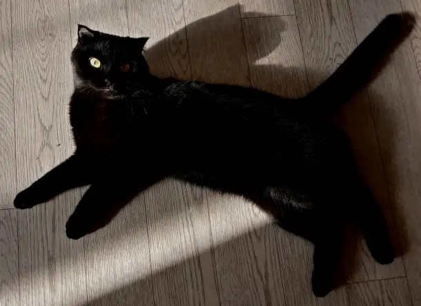 Отдадим шотландскую вислоухою кошку бесплатно, фотография 7