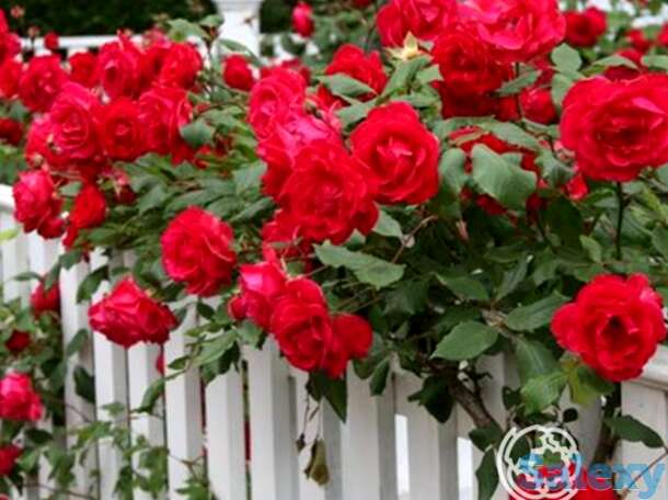 Роза байкал плетистая, топалович, фотография 1