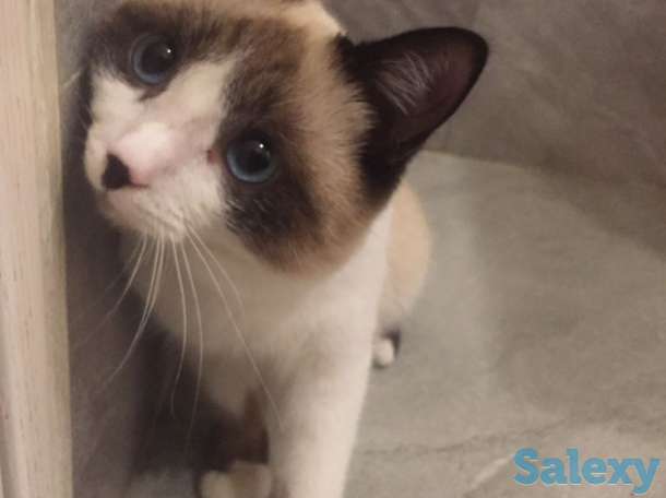 Отдаём кота, фотография 4