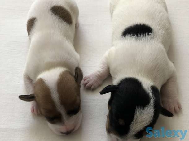 Щенки Джер Рассел Терьер, фотография 1