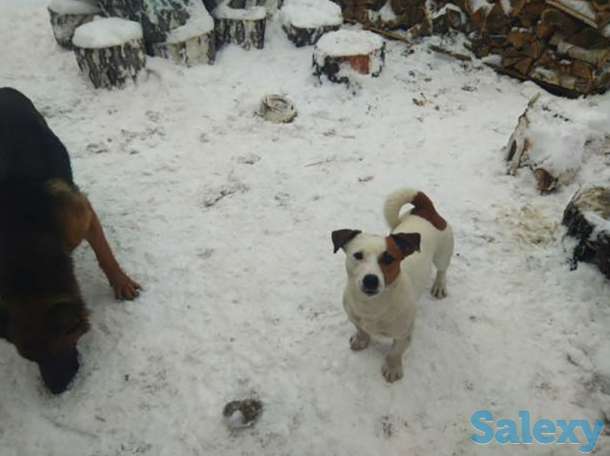 Потерялся друг, фотография 1