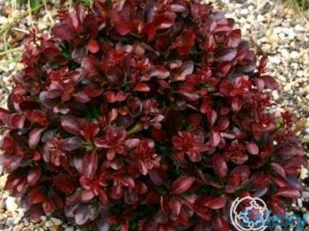 Барбарис атропурпуреа нана, фотография 1