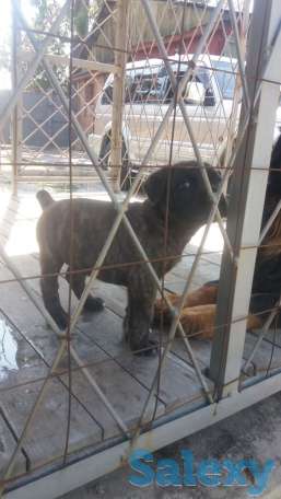 Продам щенков Итальянского мастифа, фотография 7